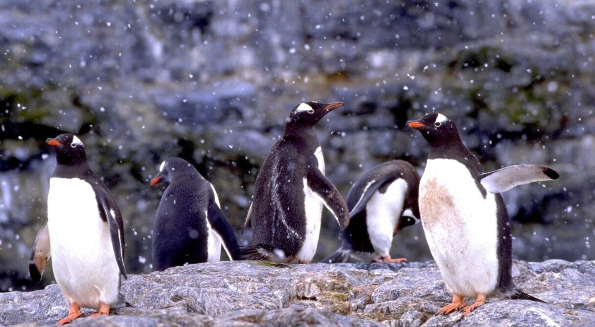 The Penguin Counters
