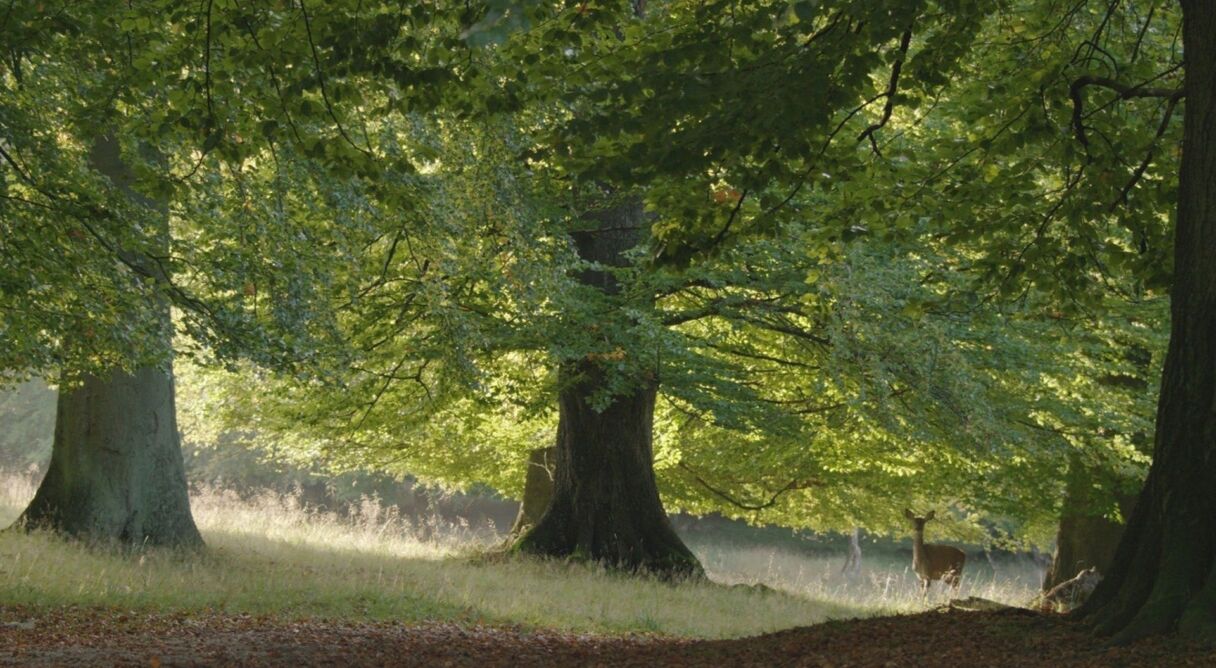 The Hidden Life of Trees
