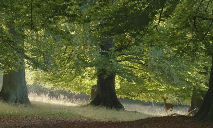 The Hidden Life of Trees