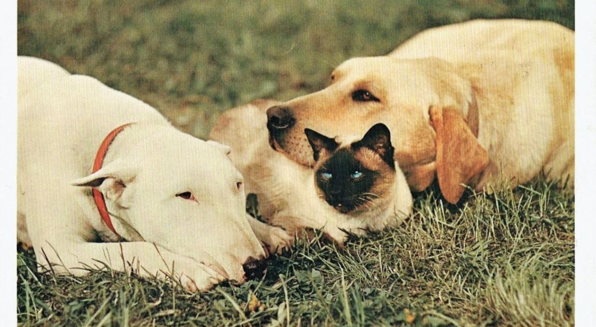 The Incredible Journey