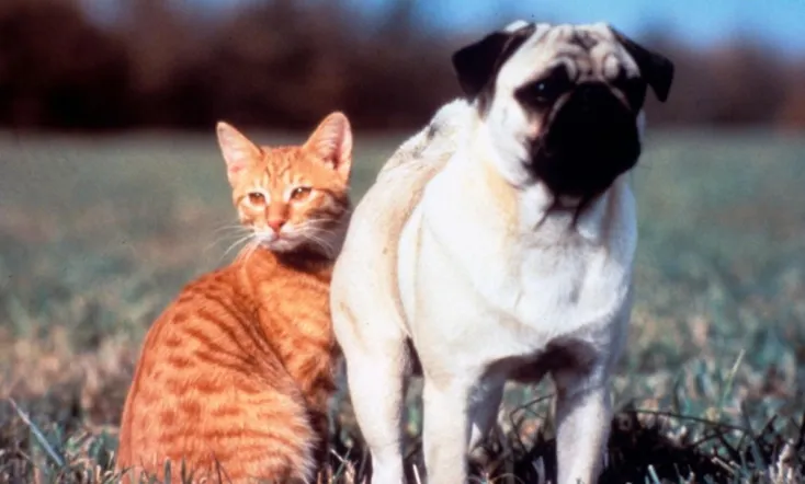 The Adventures of Milo and Otis