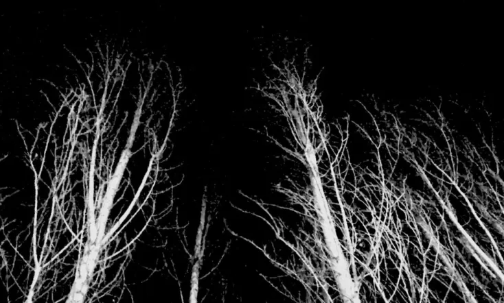 That Which Will Rise from Wind