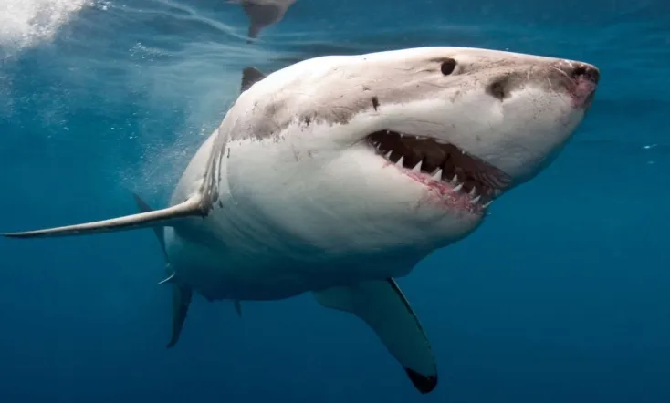 The Search for the Ocean's Super Predator