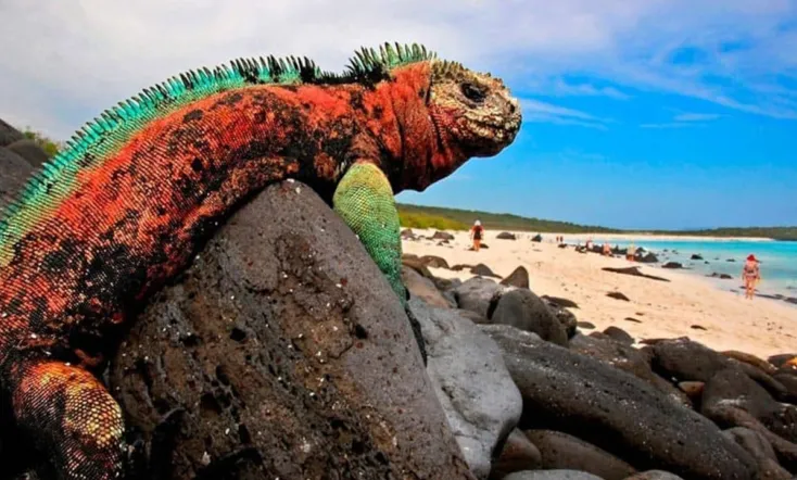 The Dragons Of Galapagos