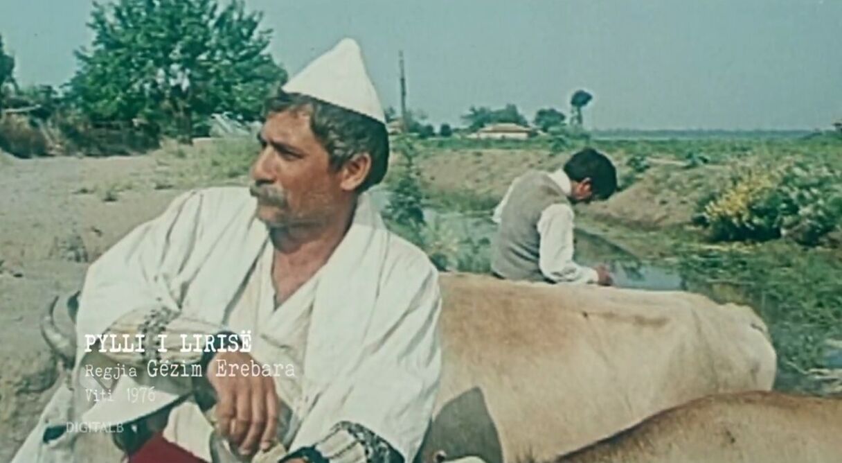 The Forest of Freedom