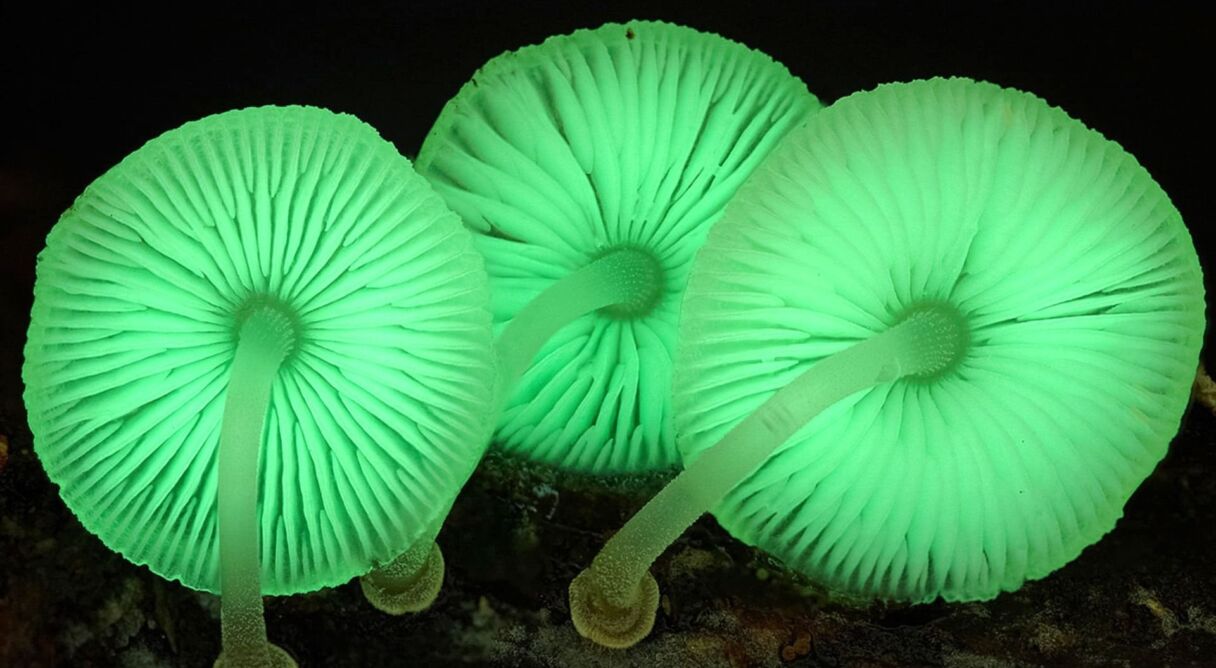 The Kingdom: How Fungi Made Our World