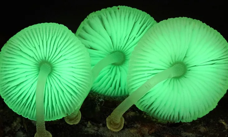 The Kingdom: How Fungi Made Our World