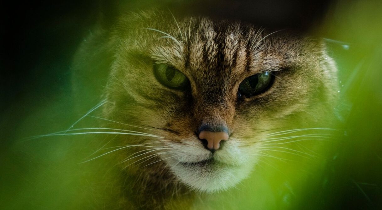 The Tigers of Scotland