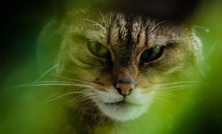 The Tigers of Scotland