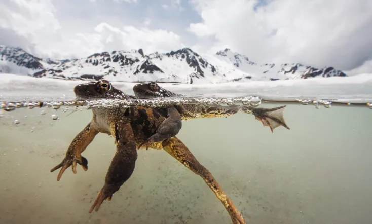 The Sanctuary：Survival Stories of the Alps