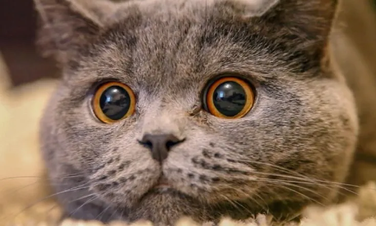 The Cat: A Cuddly Killer