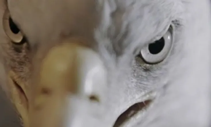 The Animal That Therefore I Am