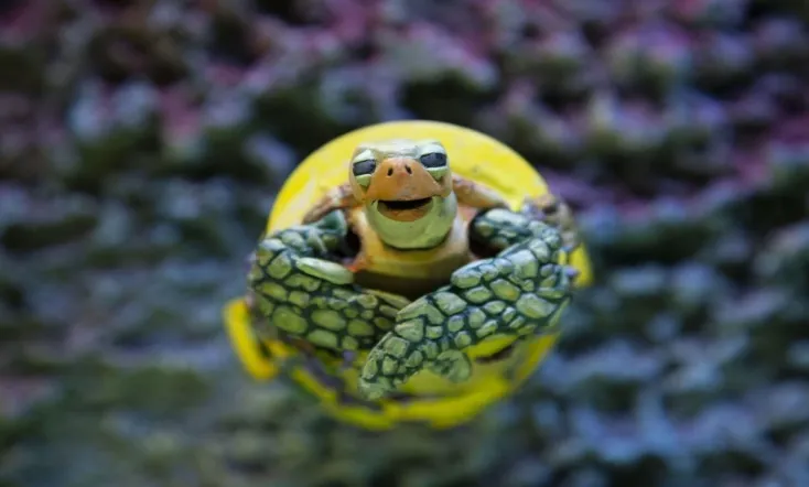 The Plastic Turtle
