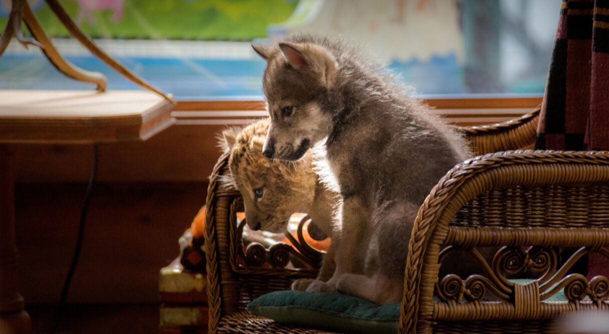 The Wolf and the Lion