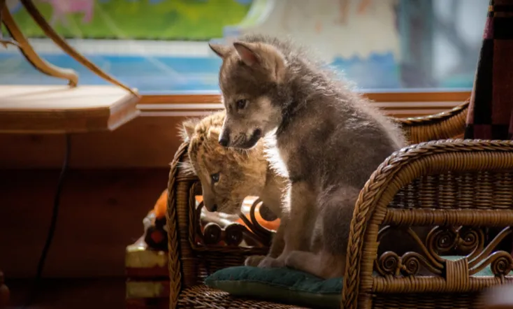 The Wolf and the Lion