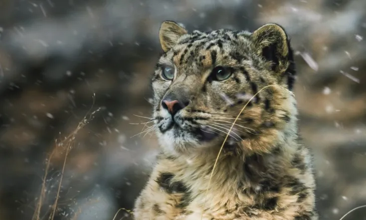 The Frozen Kingdom of The Snow Leopard