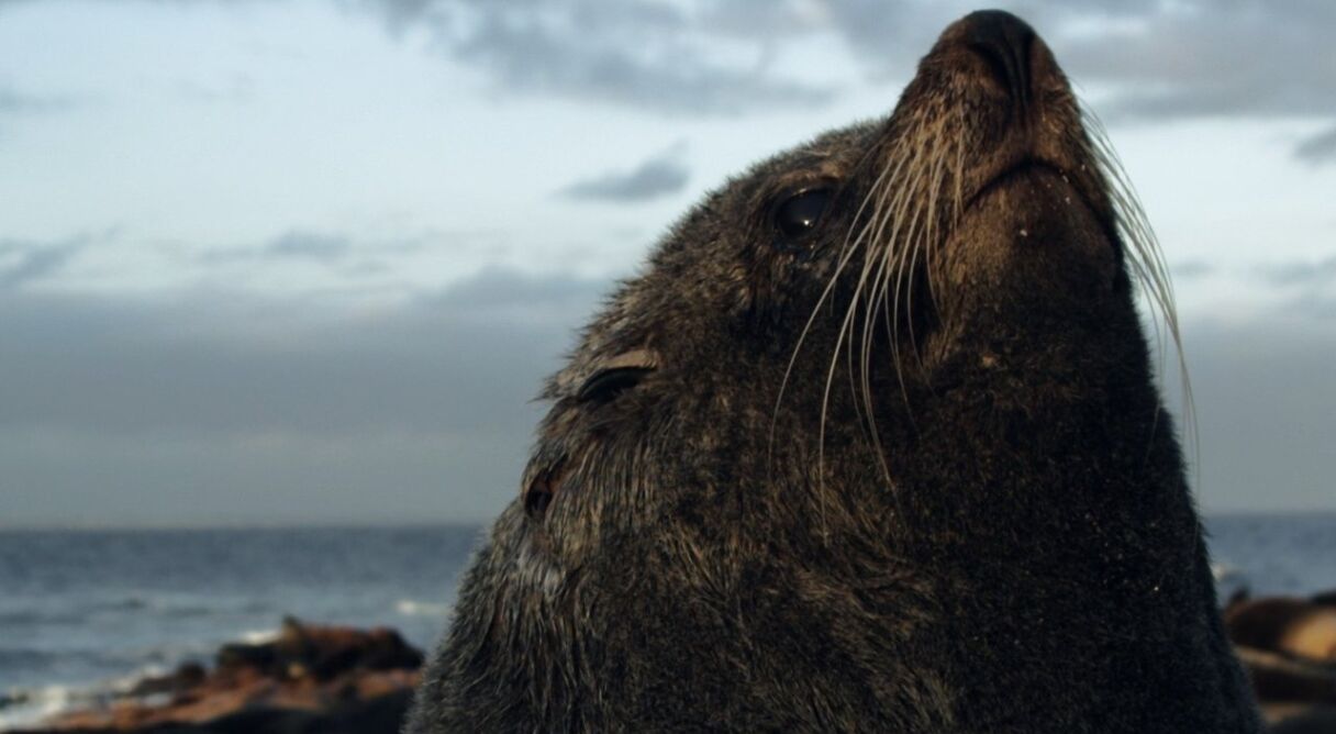 The Alpha Male Guide