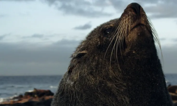 The Alpha Male Guide