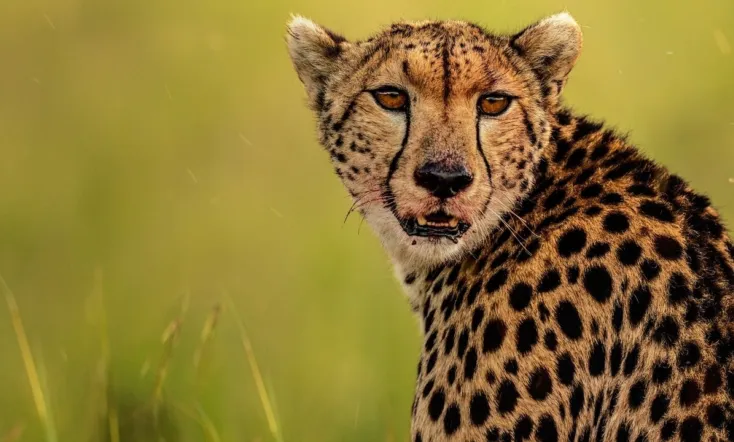 The Way of the Cheetah