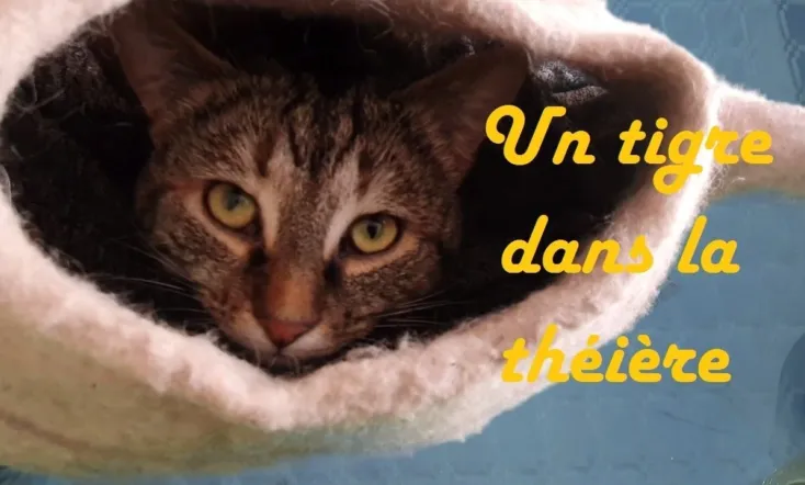 The Tiger in the Teapot