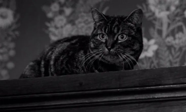 The Shadow of the Cat