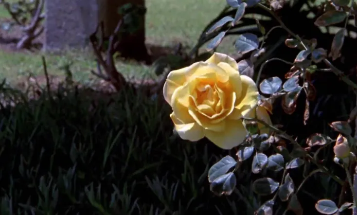 The Sexual Story of O