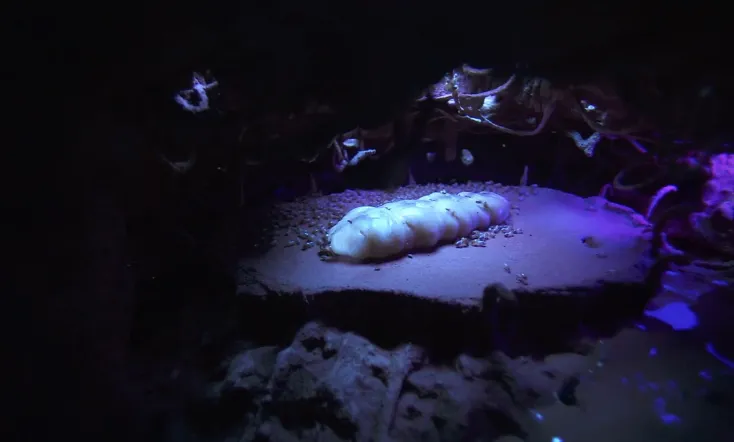 The Besieged Fortress