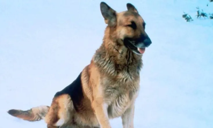 The Courage of Kavik, the Wolf Dog