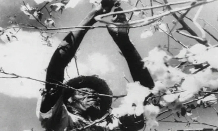 The Land of São Saruê