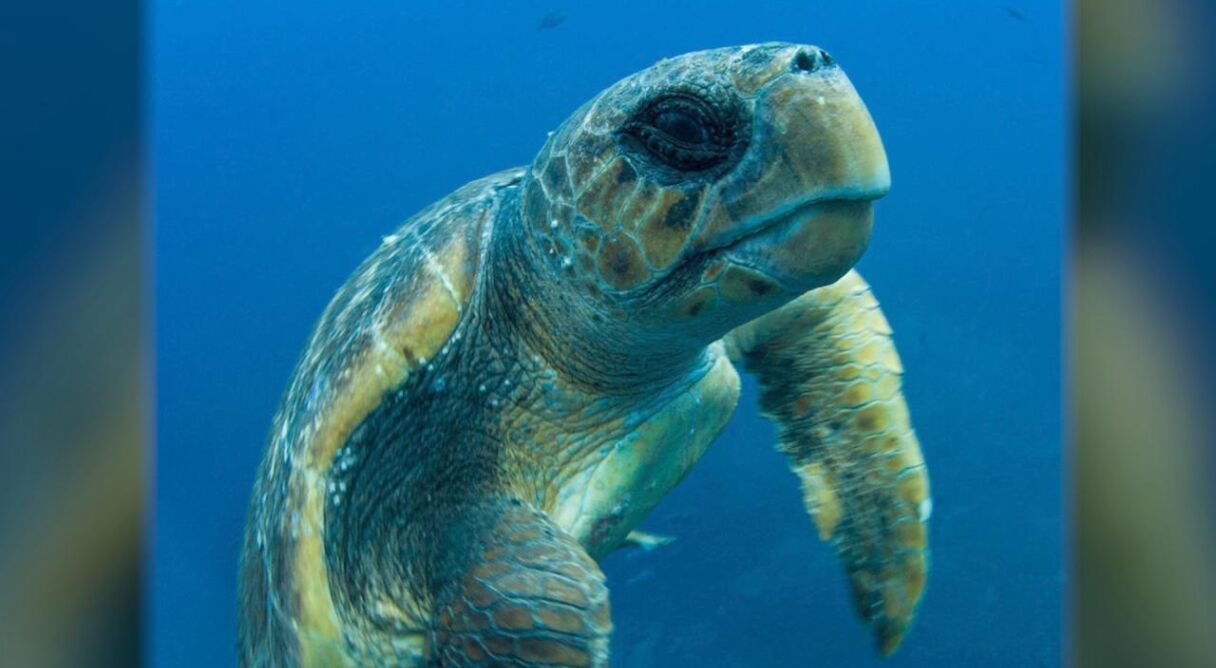 Turtle: The Incredible Journey