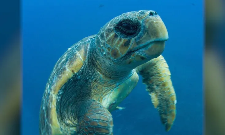 Turtle: The Incredible Journey