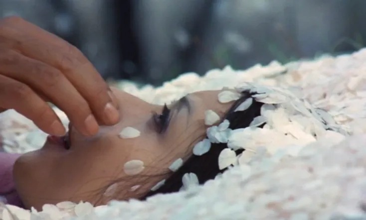 Under the Blossoming Cherry Trees