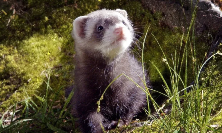 Universum: Lungau - Wildnis im Herzen der Tauern