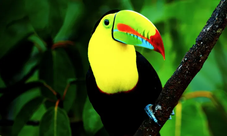 Untamed Costa Rica with Filipe DeAndrade