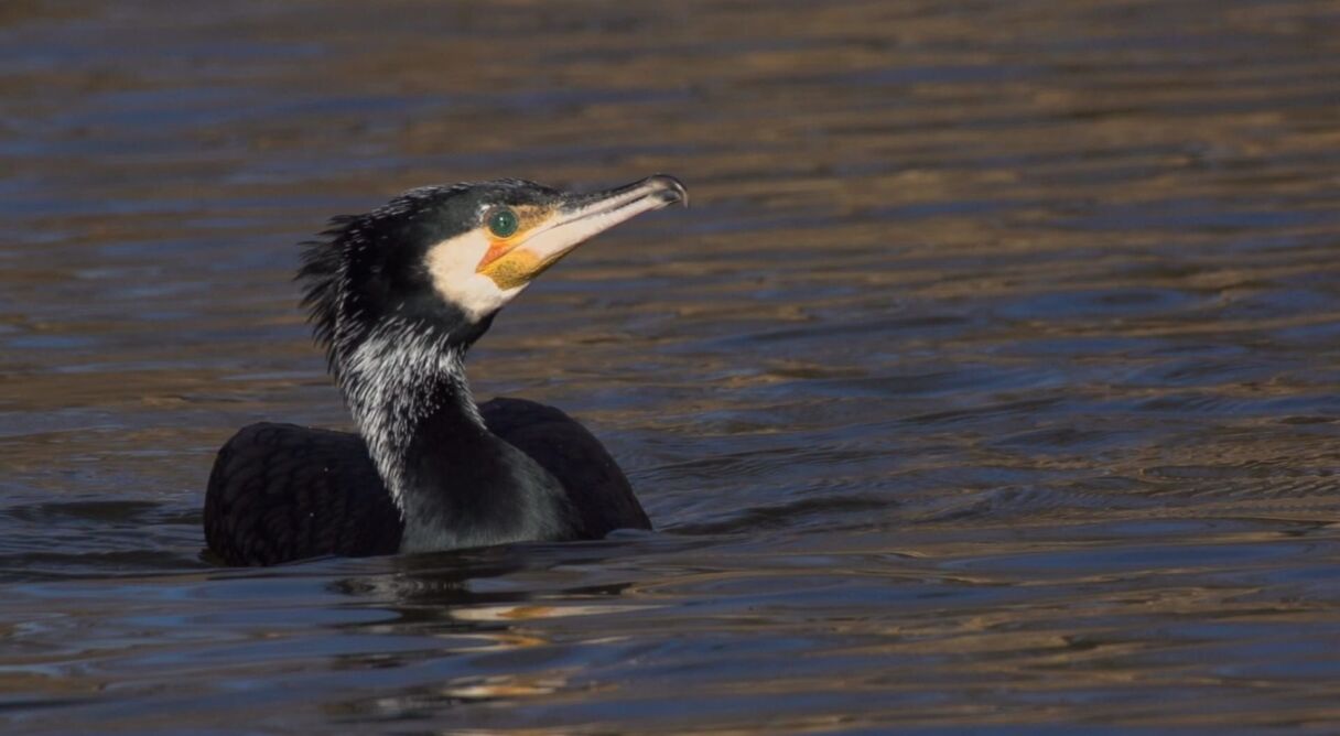 Vad Szigetköz - A szárazföldi delta