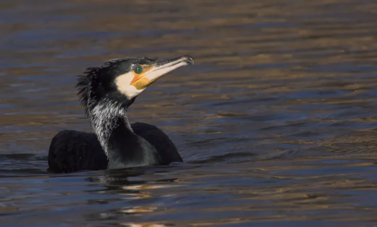 Vad Szigetköz - A szárazföldi delta