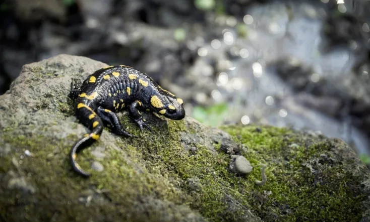 Vad víz – Aqua Hungarica