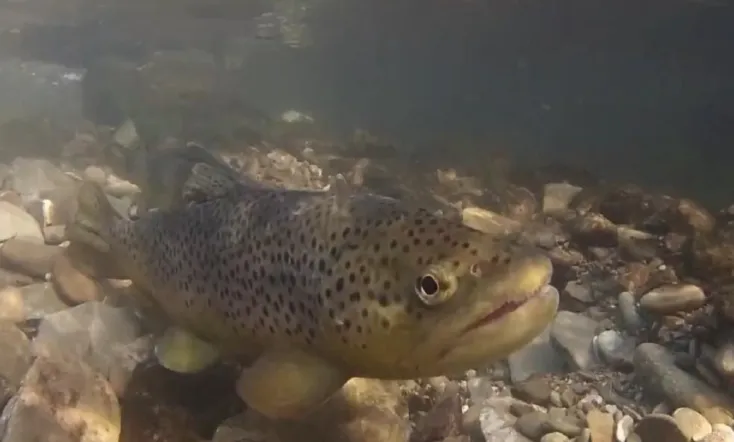 Vad Dráva - A kétarcú folyó