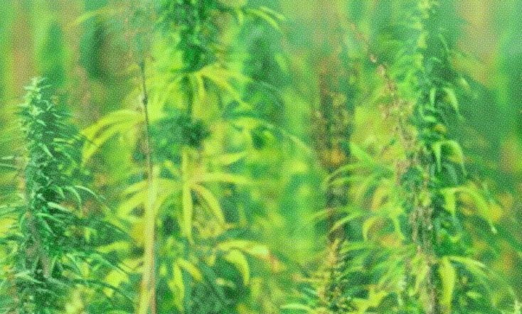 Verão-da-Lata na Era Paleozoica