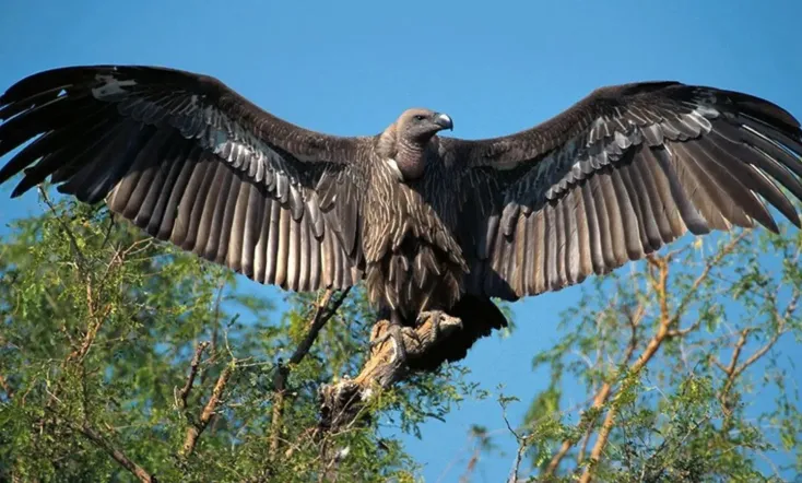 Vultures: Beauty in the Beast