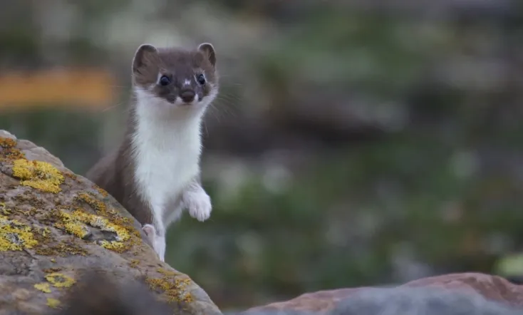 Weasels: Feisty and Fearless