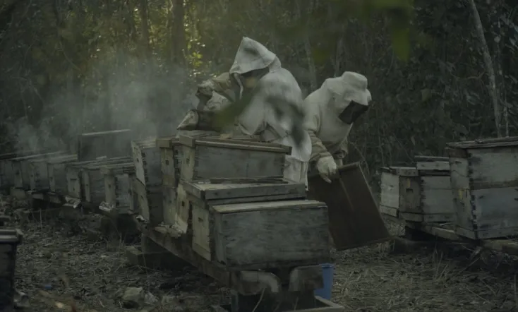 What Happened to the Bees?