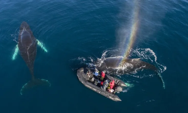 Whales in a Changing Ocean