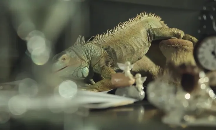 Who will be my husband?