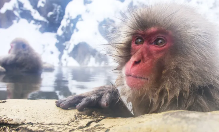 Wild Japan: Snow Monkeys