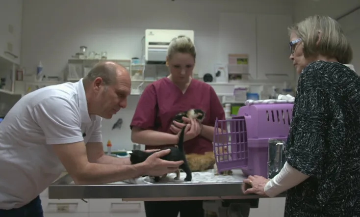 Wilde Miezen - Katzen allein unterwegs