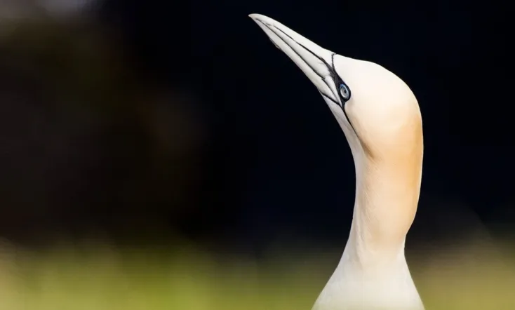 Wild Shetland: Scotland's Viking Frontier