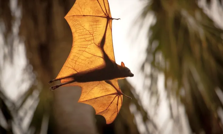 Wonders of the Monsoon