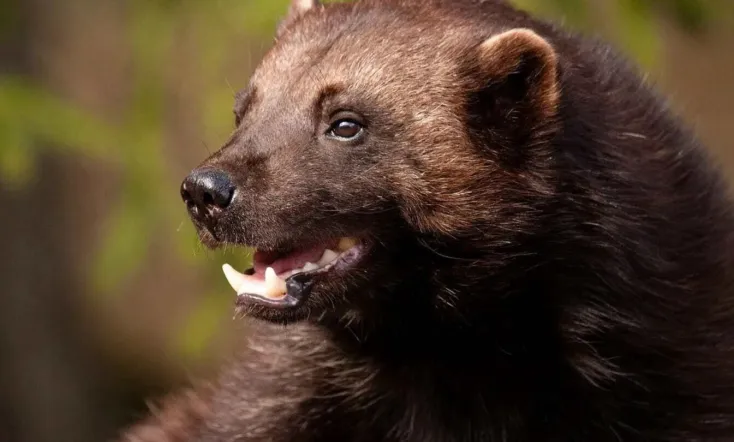 Wolverine: One Tough Mother