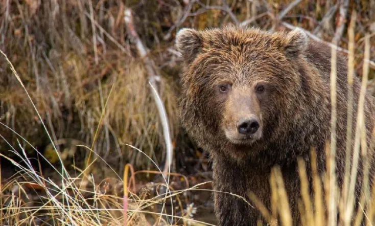 Yukon's Wild Grizzlies